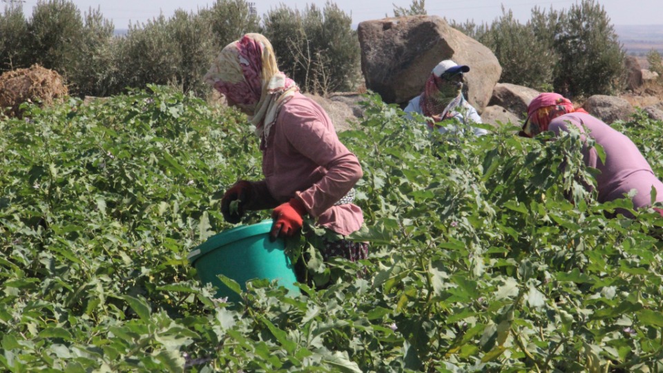 Patlıcan tarlada 50 kuruşa kadar düştü